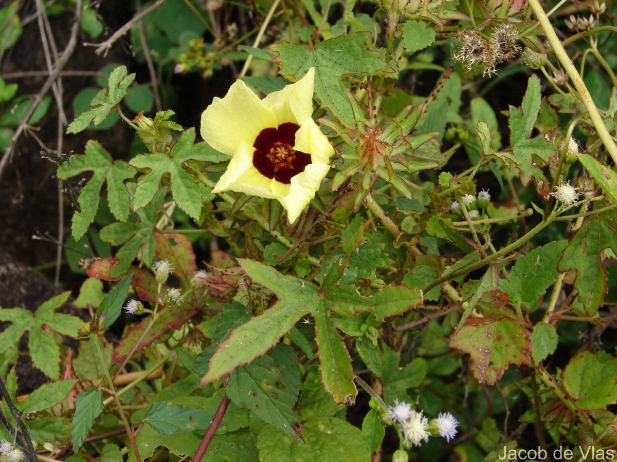 Hibiscus surattensis L.